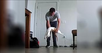 Security Camera Films Cat Welcoming Home Its Human