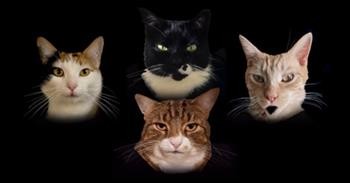'Bohemian Catsody' Queen Parody Song By Cats For Humans Who Love Them