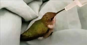 Kind Man Nurses Hurt Baby Hummingbird Back To Health