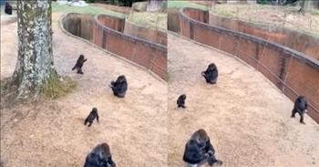 Gorilla Walking Upright At The Zoo Goes Viral