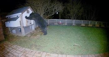 Security Camera Captures Bear Trying To Enter Chicken Coop Before Owner Intervenes