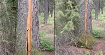 Mesmerizing “Breathing” Tree Goes Viral