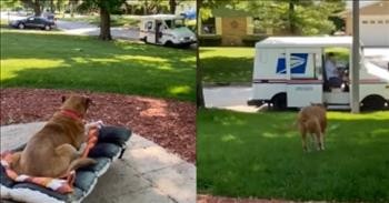 Dog And Mailman Share A Heartwarming Friendship That Spans 16 Years