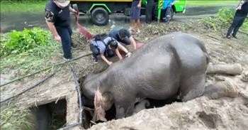 Dramatic Moment Vets Save Mama Elephant And Baby Trapped In Hole