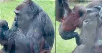 Proud Mama Gorilla Shows Off Her Baby To Zoo Visitors