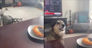 Excited Dog Sings Along With 'Happy Birthday' Song