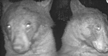 Bear Caught on Hidden Camera Taking 'Selfies'