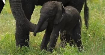 Baby Elephant Throws Adorable Temper Tantrum