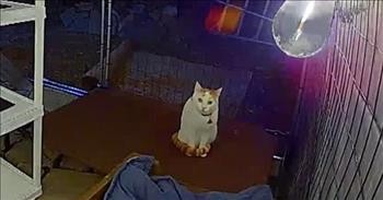 Security Camera Captures Cat Hilariously Arguing With Owner