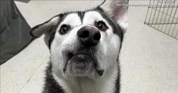 'Ugly' Dog Was Unadoptable, Until 1 Woman 2,600 Miles Away Stepped In