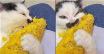 Funny Cat Cannot Stop Eating Corn On The Cob
