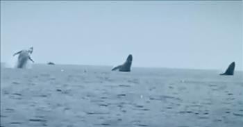 3 Humpback Whales Captured In Synchronized Rare Triple Breach