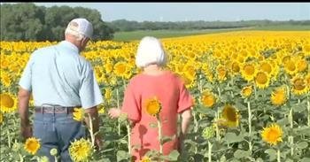 Man Plants 1.2 Million Sunflowers For Wife To Celebrate 50th Anniversary