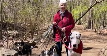 Great Dane Adopts Widowed Grandma On Walking Trail