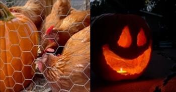Chickens Show Off By Carving Their Own Pumpkin