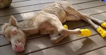 Struggling Baby Horse Nursed Back To Health Lives In House