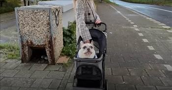 Chatty French Bulldog Has Oddest-Sounding Bark