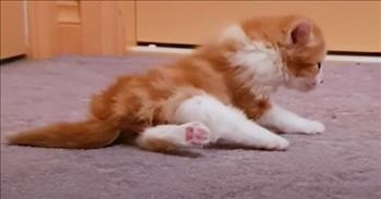 Paralyzed And Determined Kitten Learns To Walk