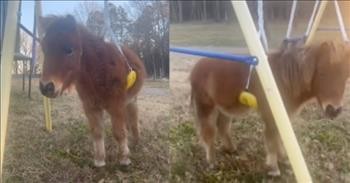 Adorable Pony Gets Itself Caught In A Swing