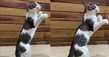 Boxing Cat Displays Its Stunning Balance And Athleticism