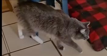 Cat Adorably Imitates Owner's Use Of Crutches In Heartwarming Clip