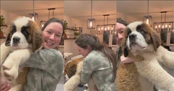 3-Month-Old Saint Bernard Puppy Tips the Scales at 50 Pounds