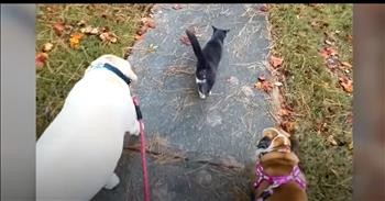 Neighborhood Cat Forms Bond With Dog And Inserts Itself Into Family's Life