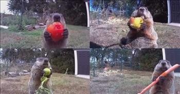 Brazen Groundhog Devours Stolen Crops On Camera