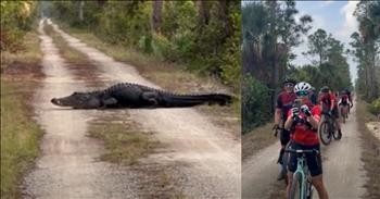 Cyclists Encounter Massive Alligator Blocking Their Path