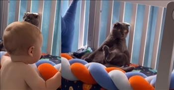 Cat's Hilarious Tactic To Avoid Being Seen By Toddler