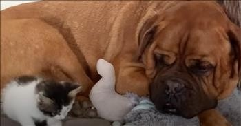 Massive Canine And Petite Kitty Form Unlikely And Sweetest Friendship