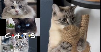 Friends' Show Opening Gets Purr-fectly Hilarious Makeover with Cats