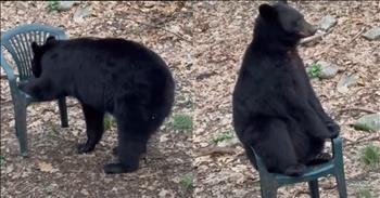 Large Black Bear Makes Himself At Home In A Chair