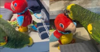 Parrot Meets Talking Toy Bird And Their Interaction Is Hilarious