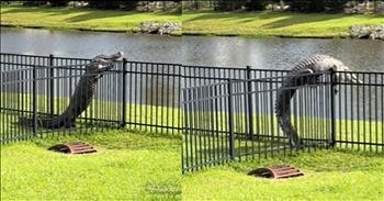 Determined Alligator Amazes By Climbing Fence In Viral Video