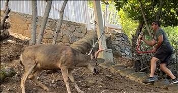 Man's Compassionate Act Frees Frightened Deer Trapped In Chain