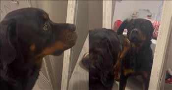 Dog's Comical Encounter With Its Own Reflection