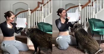 Large Pig Amazes With Incredible Reading Ability In Viral Video