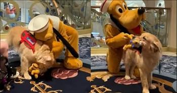 Golden Retriever's Adorable Reaction To Meeting Pluto Melts Hearts