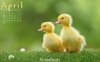 April 2023 - Ducklings
