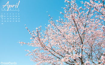 April 2023 - Cherry Blossoms