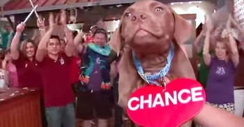 We Can't Get Enough of This Hilarious Animal Lip Dub!