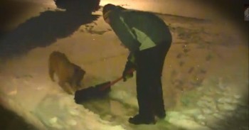 Cute Dogs Help Their Owners Shovel Snow