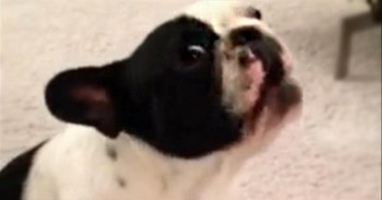 Dog singing Hallelujah