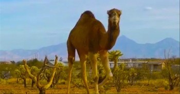 Giant Camel Pretends He is Not Following Newborn Lamb - But We See Him!
