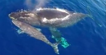 Man Thanks the Lord for This Jaw-Dropping Video of Dolphins Stampeding with Whales