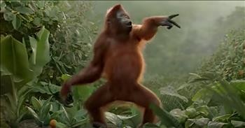 'Dancing' Orangutan Has The Best Moves