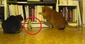 Cute Kitties are So Curious Over the Funniest Thing