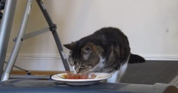 These Owners Find the Best Way to Get their Lazy Kitty to Exercise - LOL