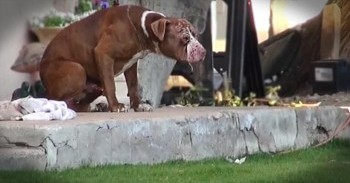 Pitiful Pit Bull Makes a Dramatic Transformation